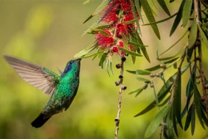 Bird Photography in Costa Rica: A Paradise for Nature Enthusiasts