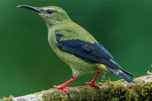Physis Photo Tours - Costa Rica |