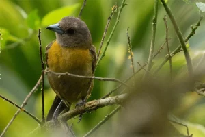 Physis Photo Tours - Costa Rica |