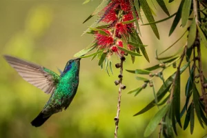 Physis Photo Tours - Costa Rica |
