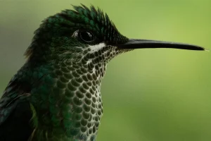 Physis Photo Tours - Costa Rica | Physis Photo Tours - Costa Rica |