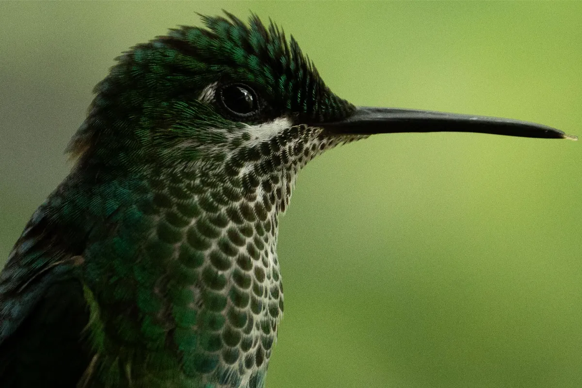 Multi-Flash Hummingbird Photography: A Complete Field Guide