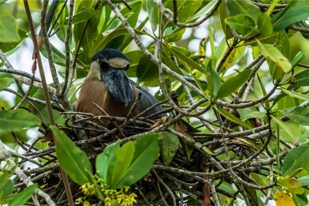 How to Be a Responsible Bird Photographer in Costa Rica