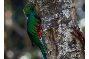 Physis Photo Tours - Costa Rica |