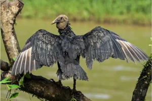 Physis Photo Tours - Costa Rica |