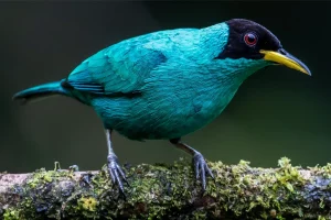 Physis Photo Tours - Costa Rica |