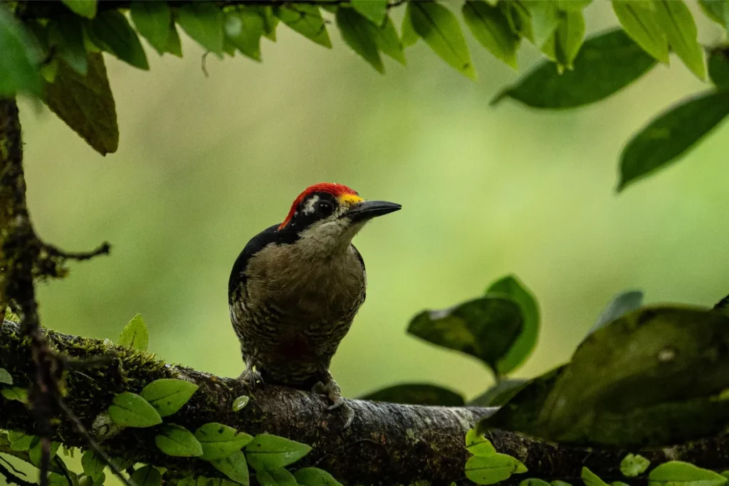 Costa Rica bird photography tours