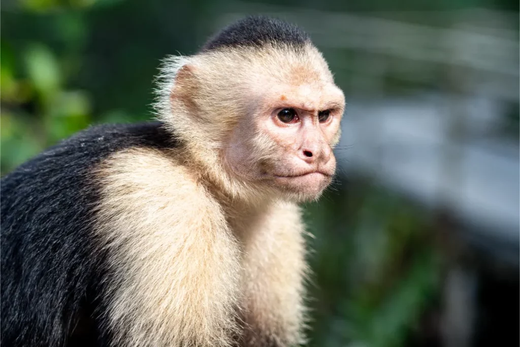 Unlock the Mysteries of Costa Rica's Wildlife Through Your Lens