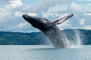 Physis Photo Tours - Costa Rica |