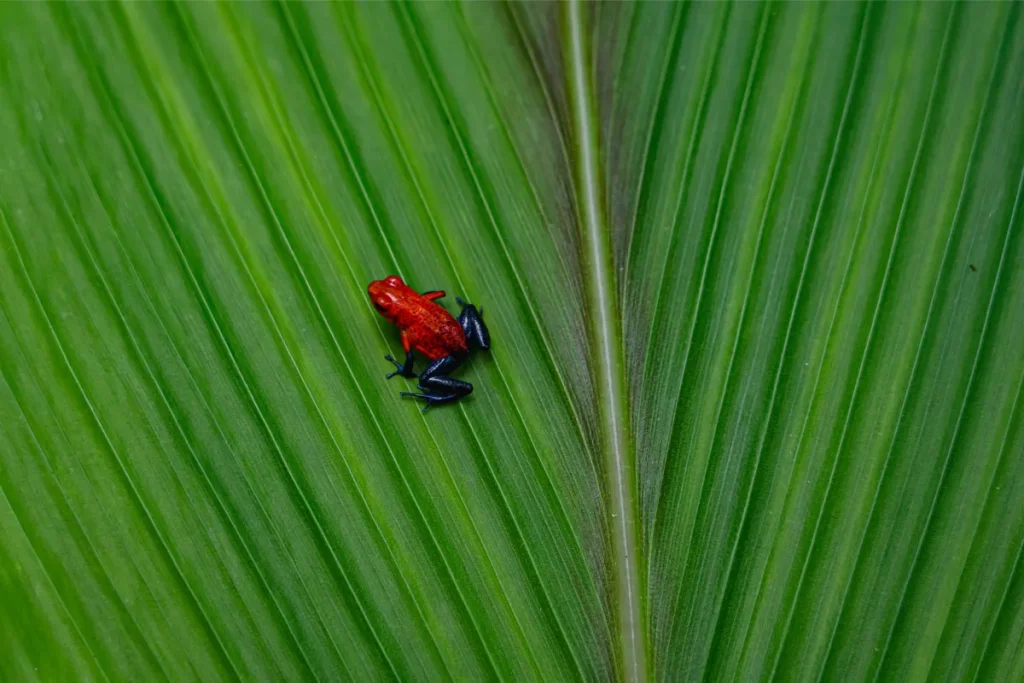 Physis Photo Tours - Costa Rica |