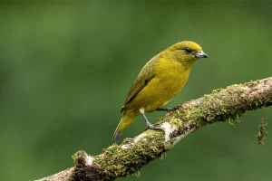 Physis Photo Tours - Costa Rica |