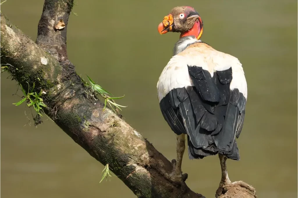 King Vulture Photography Tour in Costa Rica