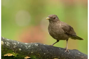 Physis Photo Tours - Costa Rica |