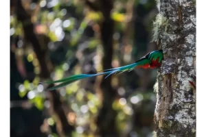 Physis Photo Tours - Costa Rica |