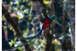 Physis Photo Tours - Costa Rica |