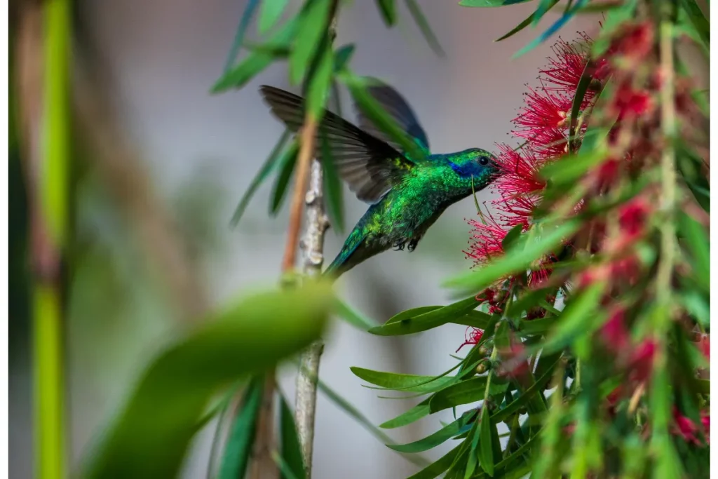 Costa Rica Hummingbird Photography: A Guide to Capturing Nature's Jewels