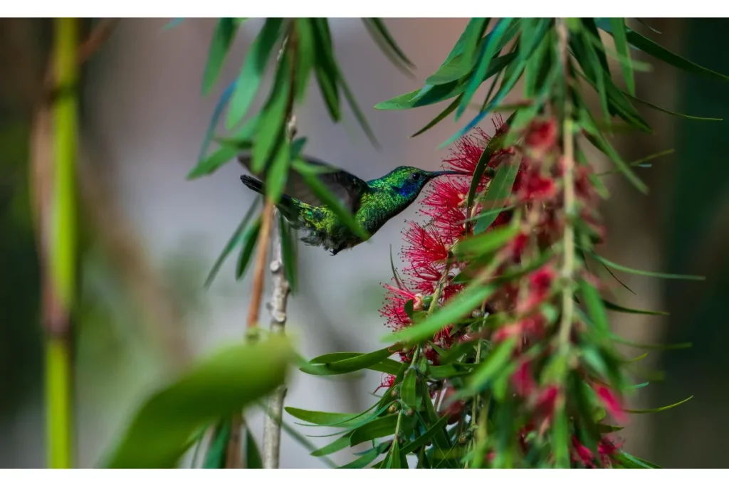 How many different species of birds live in Costa Rica