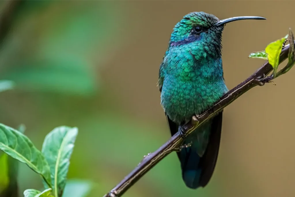 21 Interesting Facts for Bird Photography in Costa Rica