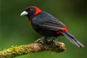 Physis Photo Tours - Costa Rica |