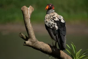 Physis Photo Tours - Costa Rica |