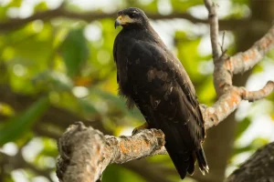 Physis Photo Tours - Costa Rica |
