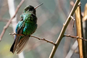Physis Photo Tours - Costa Rica |