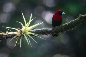 Physis Photo Tours - Costa Rica |