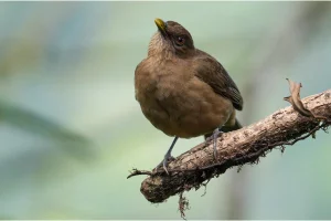 Physis Photo Tours - Costa Rica |
