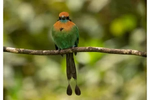 Physis Photo Tours - Costa Rica |