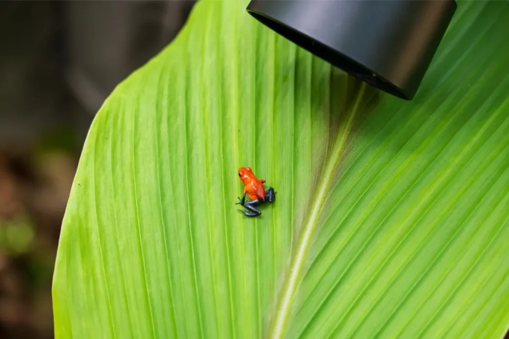 Physis Photo Tours - Costa Rica |