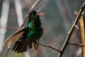 Physis Photo Tours - Costa Rica |