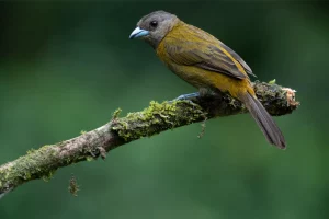 Physis Photo Tours - Costa Rica |