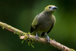 Physis Photo Tours - Costa Rica |