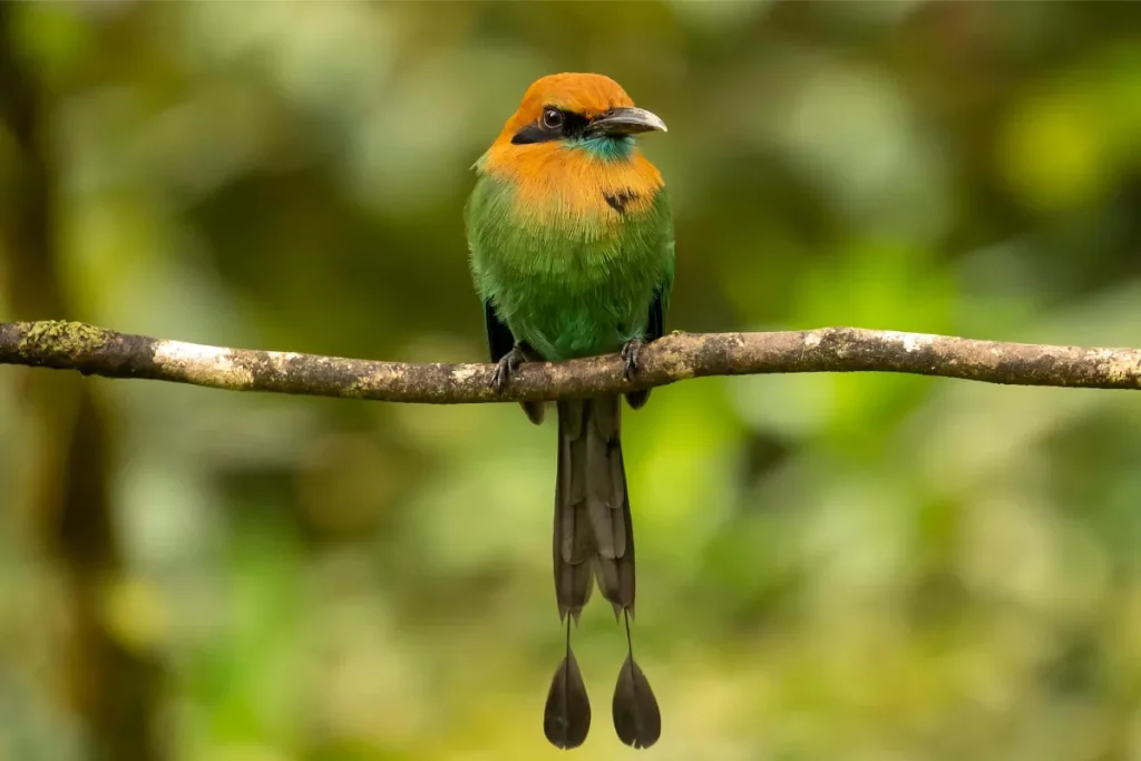 Season Guide: When to Visit Costa Rica for Bird Photography in 2024