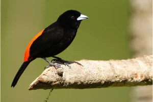 Physis Photo Tours - Costa Rica |