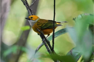 Physis Photo Tours - Costa Rica |