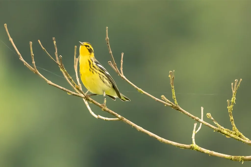 Migratory Marvels: Bird Migration to Costa Rica