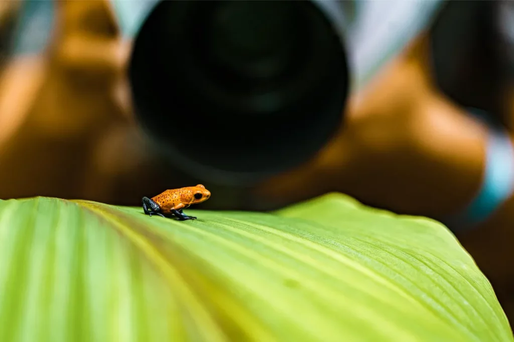 Fototouren in Costa Rica