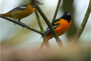 Physis Photo Tours - Costa Rica |