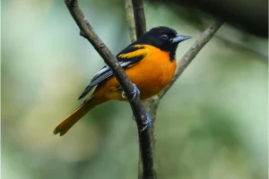 Physis Photo Tours - Costa Rica |