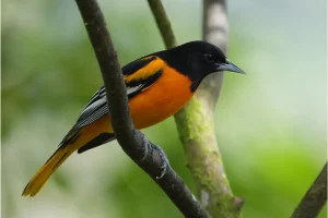 Physis Photo Tours - Costa Rica |