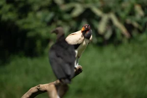 Physis Photo Tours - Costa Rica |