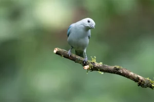 Physis Photo Tours - Costa Rica |