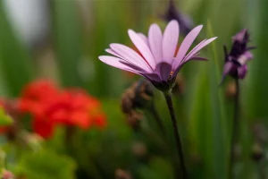 Physis Photo Tours - Costa Rica |