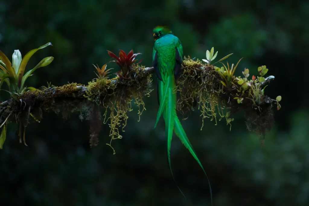 Capturing Costa Rica's Avian Beauty: 5 Exotic Birds Every Photographer Dreams Of