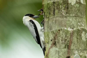 Physis Photo Tours - Costa Rica |