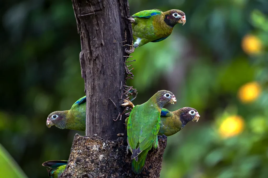 Physis Photo Tours - Costa Rica |