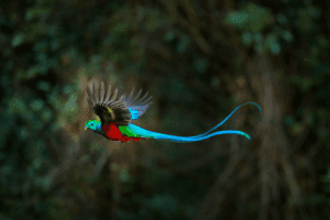 Capture the Resplendent Quetzal in Costa Rica with Physis Photo Tours