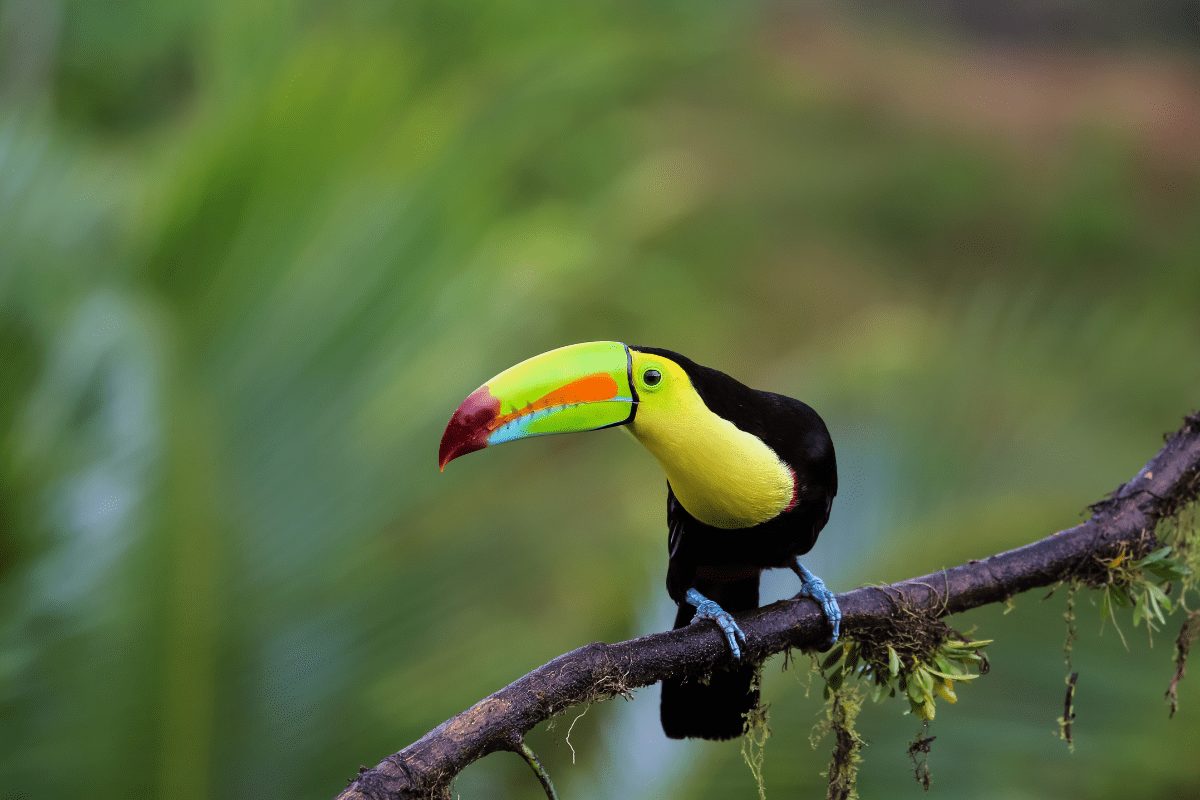 Physis Photo Tours - Costa Rica |