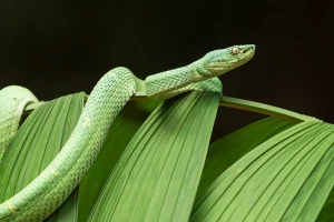 Physis Photo Tours - Costa Rica |